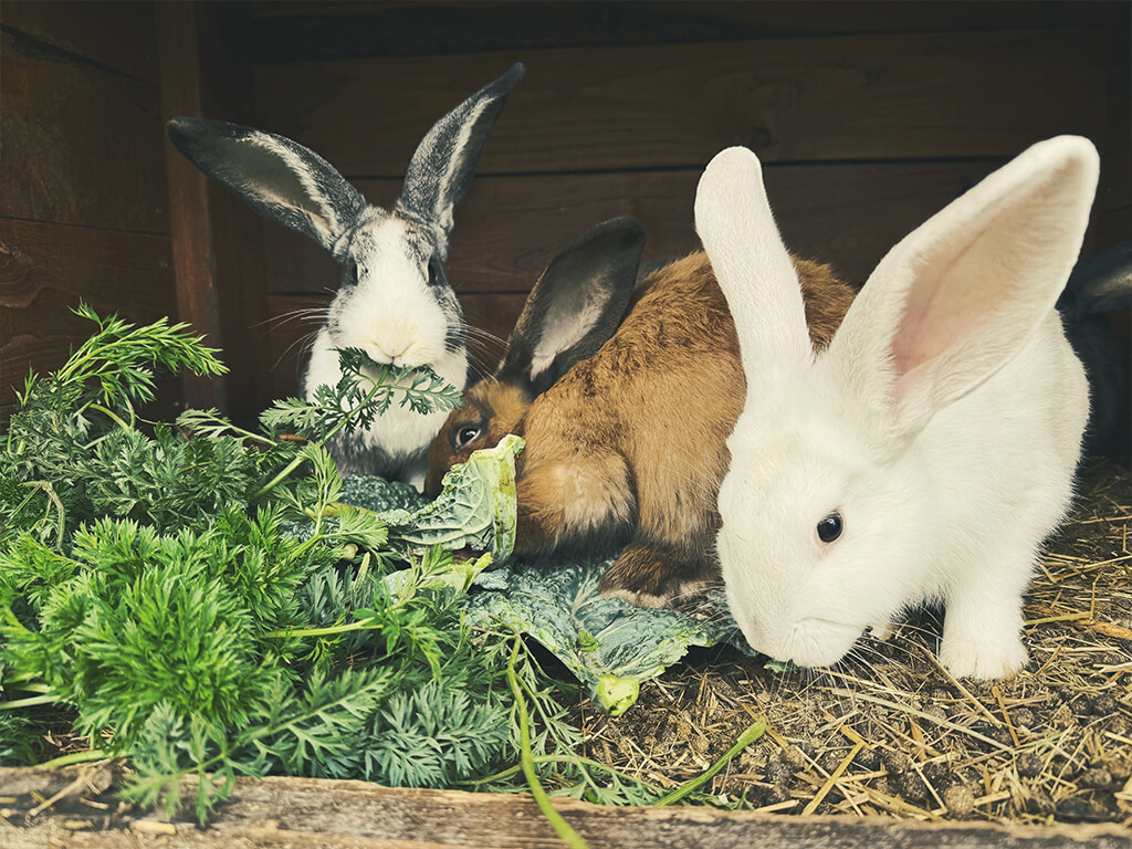 GARTEN & GUTSHOF