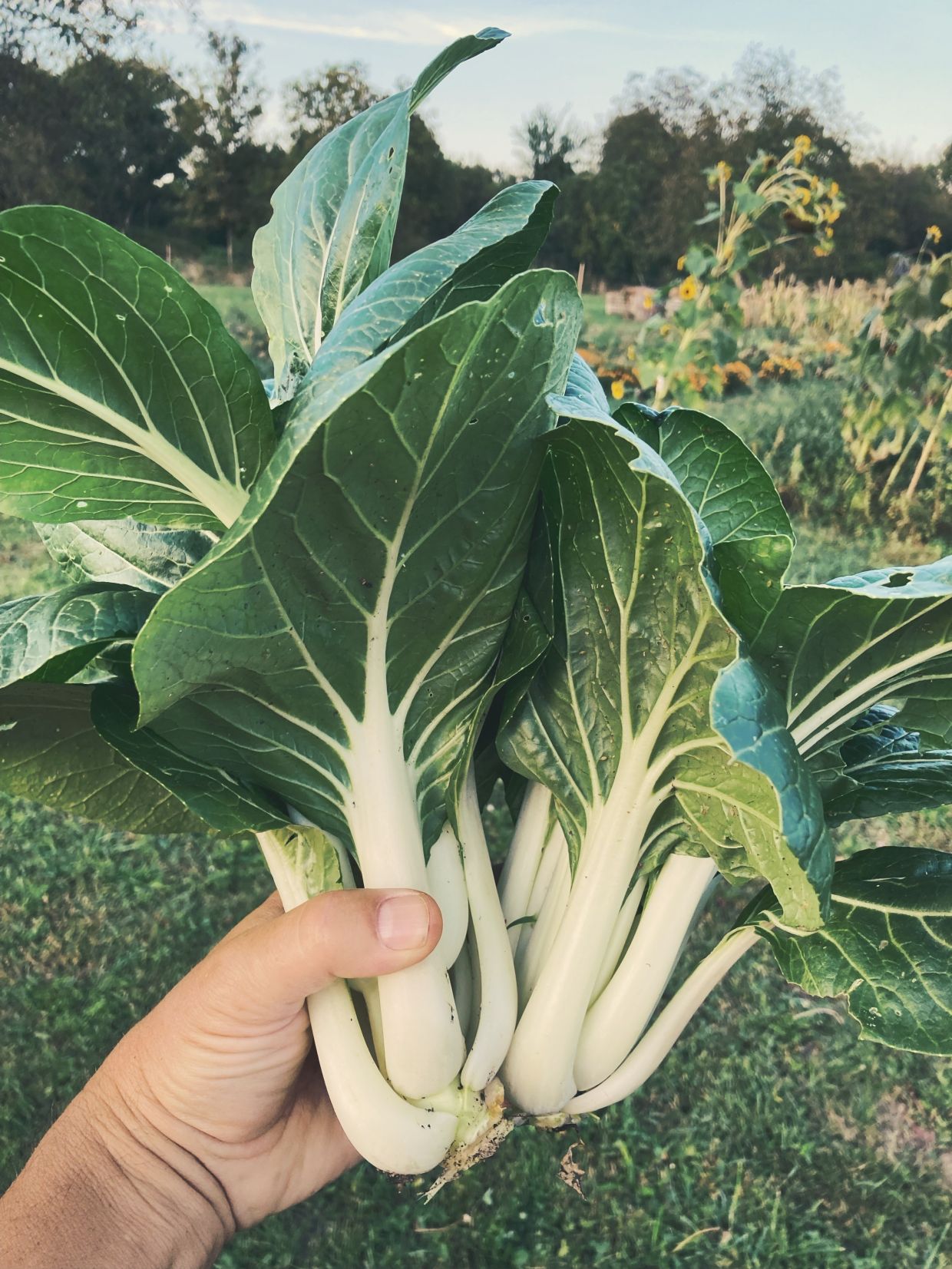 Our gardens are managed